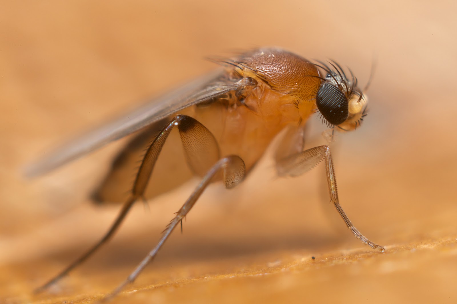 家庭で発生する嫌な虫コバエってなに