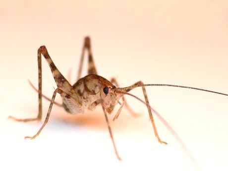 床下 I カマドウマ I 湿気