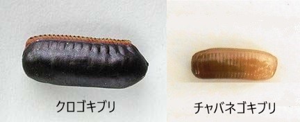 卵 ゴキブリ の ゴキブリのメスは死ぬ前に産卵するらしいんですが…。